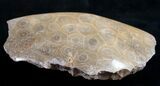 Polished Fossil Coral Head - Morocco #9328-2